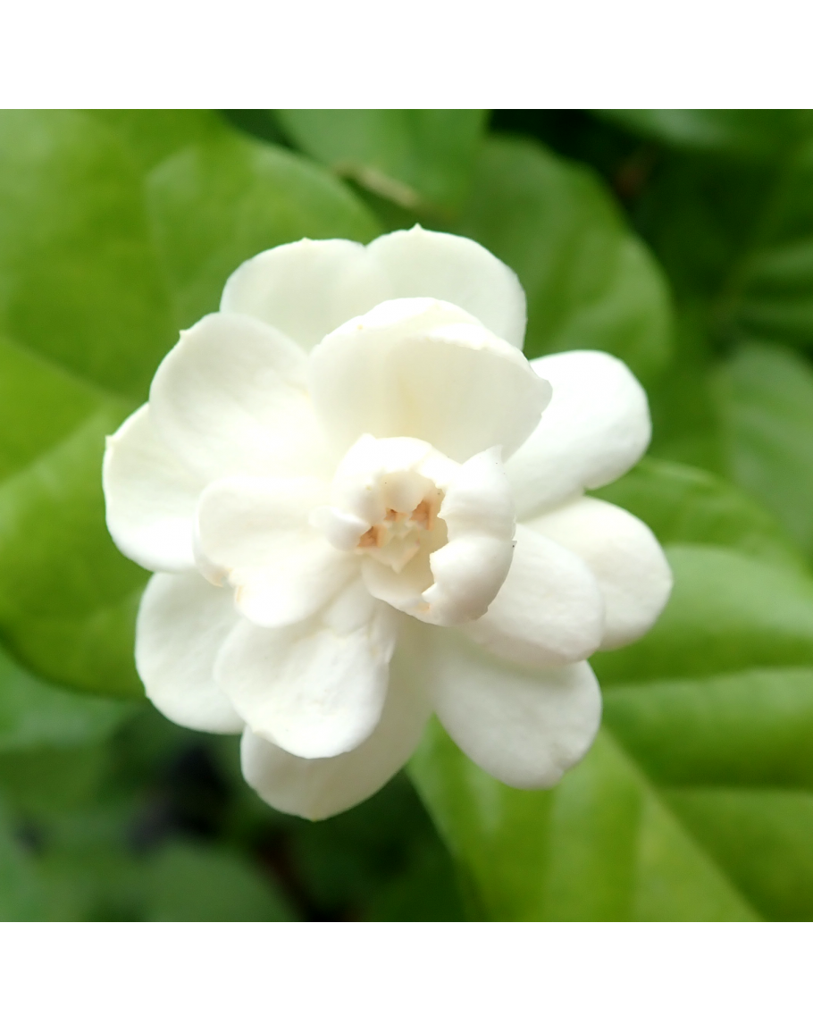Jasminum sambac Pikake 茉莉花
